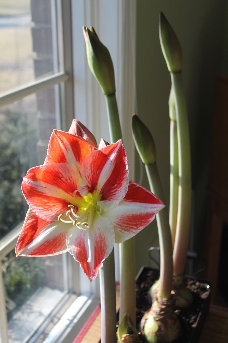 Move It Out Of Direct Sun Once The Flowers Open