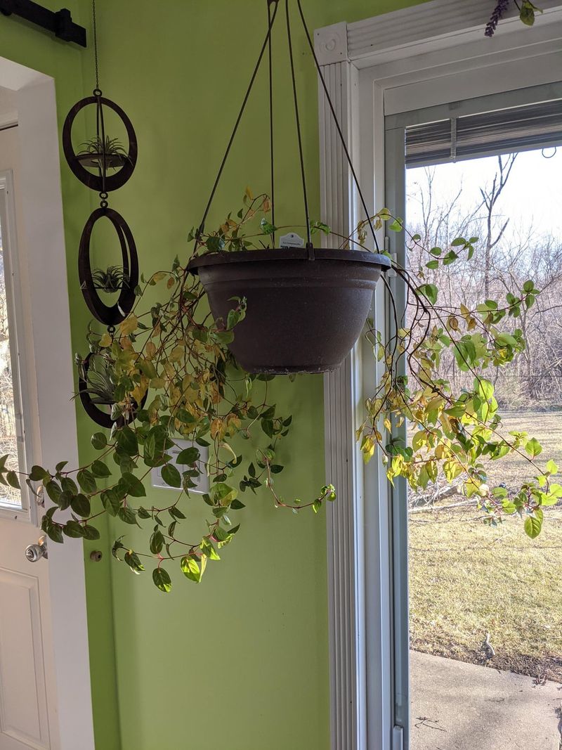 Move It To An East Or West Window