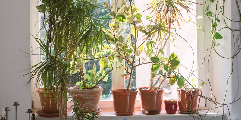 Move Or Secure Potted Plants