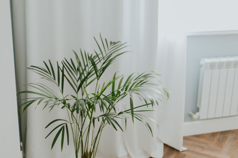 Move Plants A Few Feet From Vents