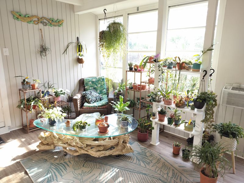 Move Plants Closer To Your Brightest Windows