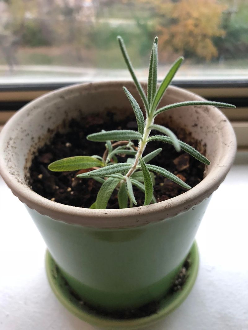 Move Pots Indoors Before Cold Nights Move Pots Indoors Before Cold Nights