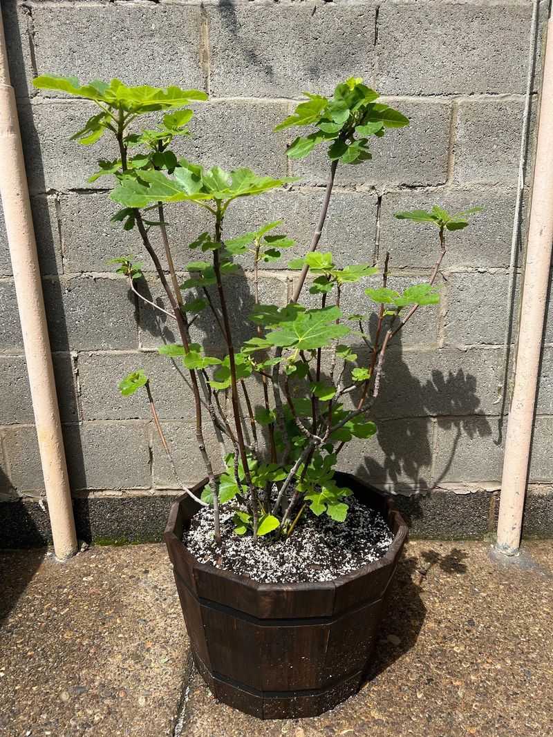 Move Potted Figs Into A Sheltered Spot Move Potted Figs Into A Sheltered Spot