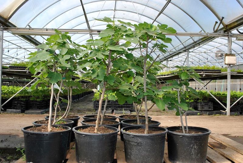 Move Potted Figs Into Shelter