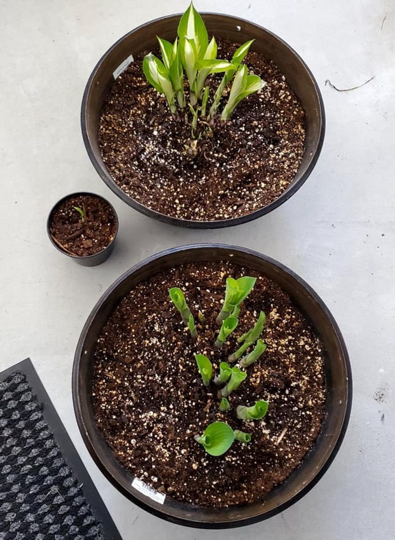 Move Potted Hostas Into An Unheated Garage Move Potted Hostas Into An Unheated Garage