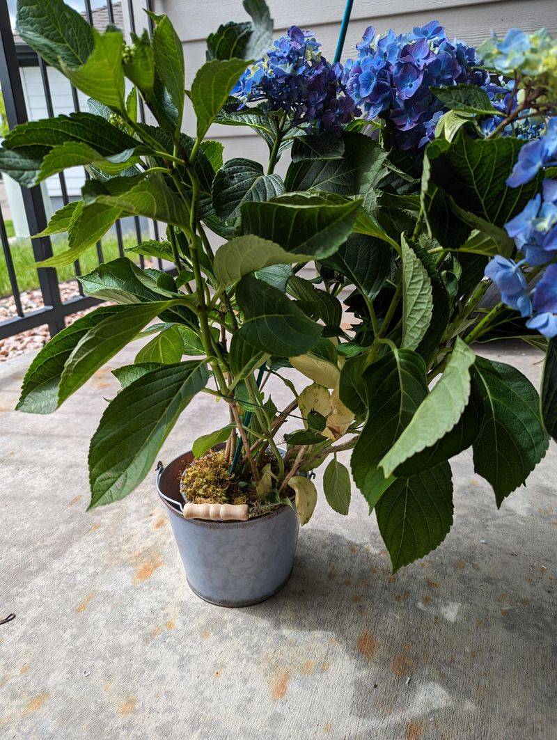 Move Potted Hydrangeas Into An Unheated Garage