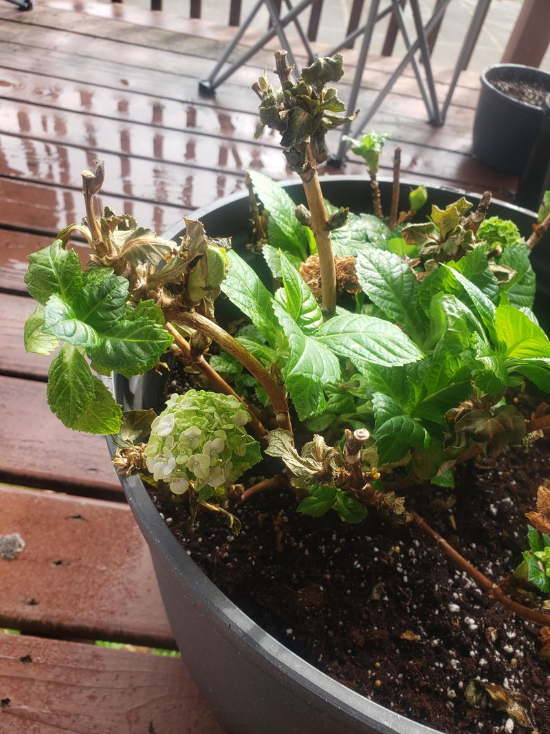 Move Potted Hydrangeas To A Sheltered Spot
