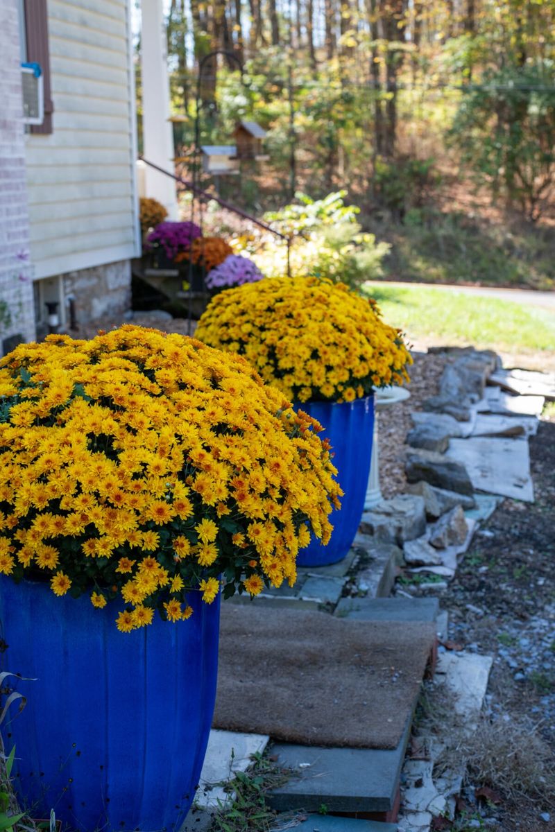 Move Potted Mums Somewhere Sheltered During Cold Snaps Move Potted Mums Somewhere Sheltered During Cold Snaps