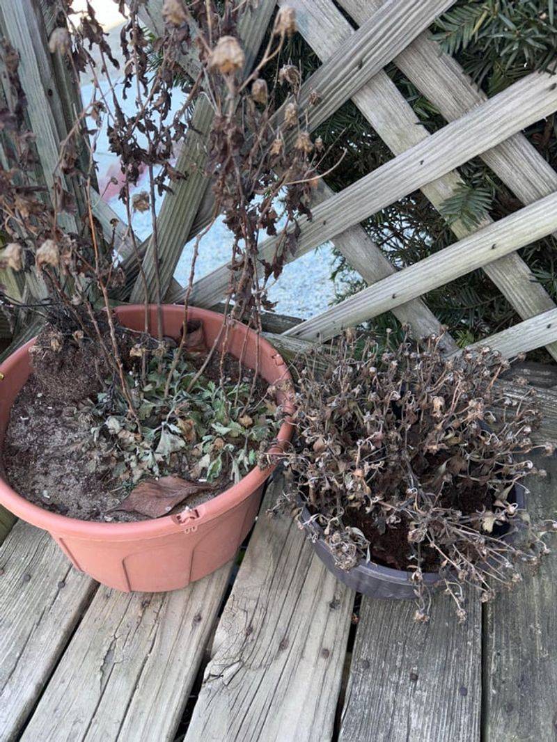 Move Potted Mums To A Sheltered Spot