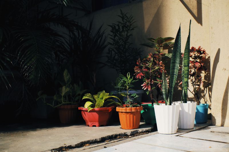 Move Potted Plants Into The Garage Move Potted Plants Into The Garage