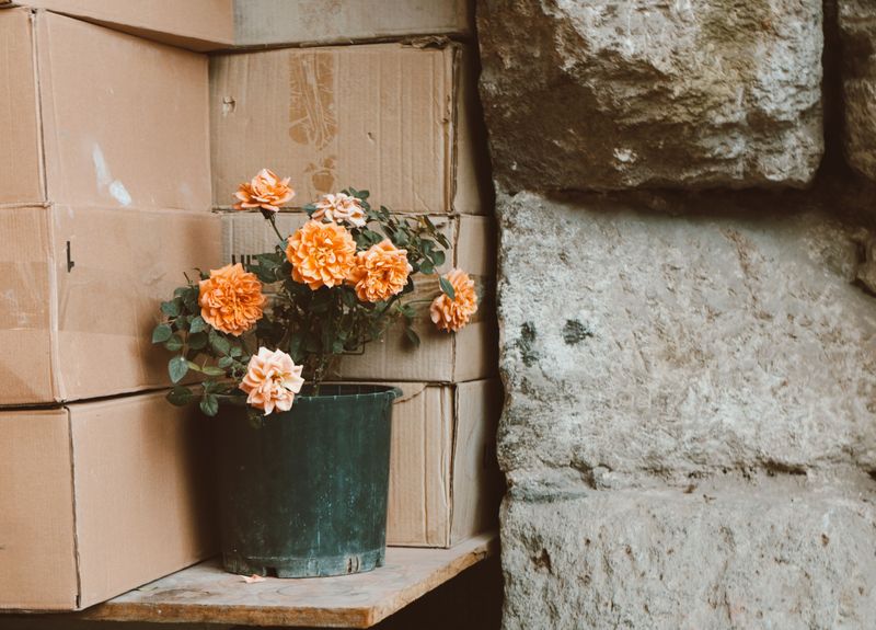 Move Potted Roses To A Sheltered Spot