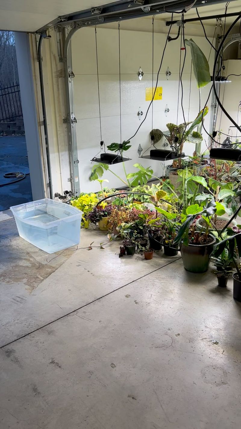 Move Potted Tender Plants Under Cover Move Potted Tender Plants Under Cover