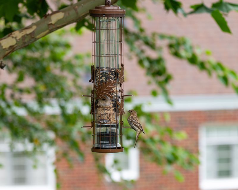 Move The Feeder Pole Well Away From Your House