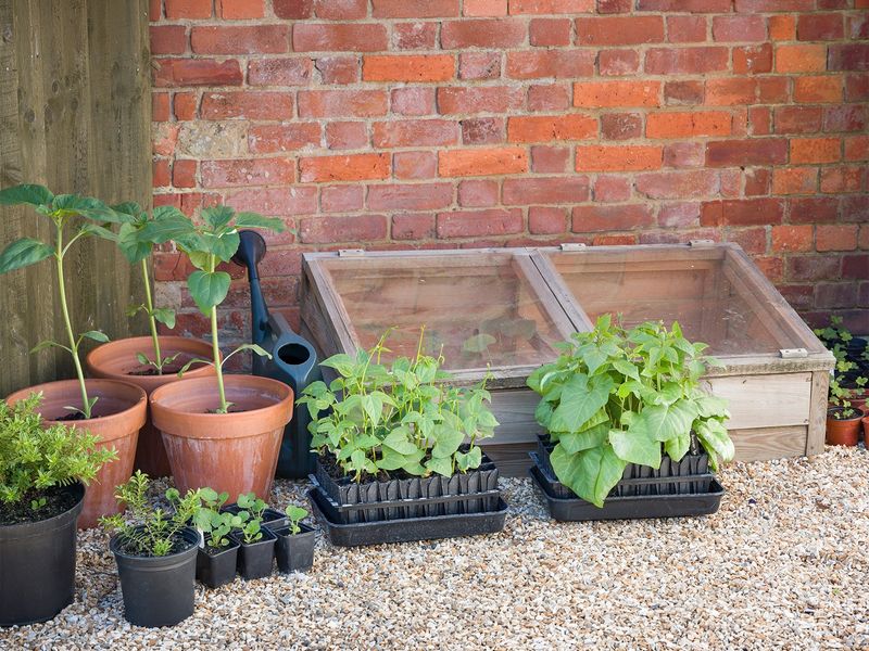 Move The Plant Gradually, Not All At Once Move The Plant Gradually, Not All At Once