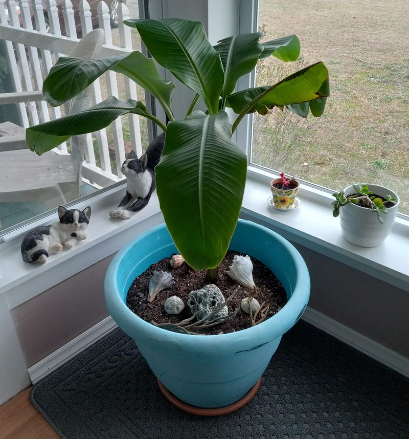 Move The Plant Indoors Early Move The Plant Indoors Early
