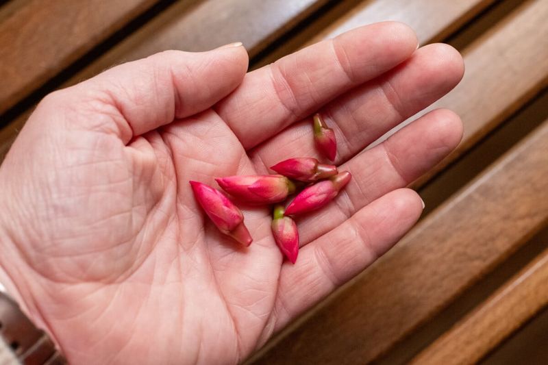 Moved Plants May Drop Their Buds Moved Plants May Drop Their Buds