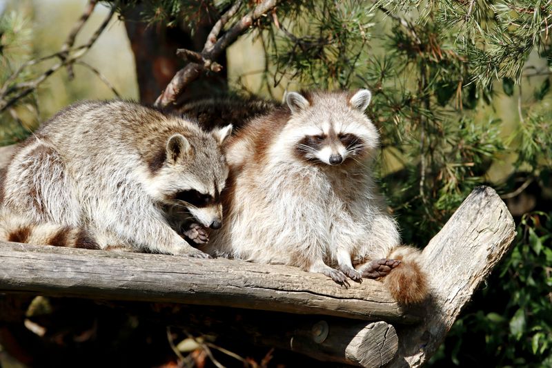 Moved Raccoons Struggle In Strange Woods Full Of Rivals Moved Raccoons Struggle In Strange Woods Full Of Rivals