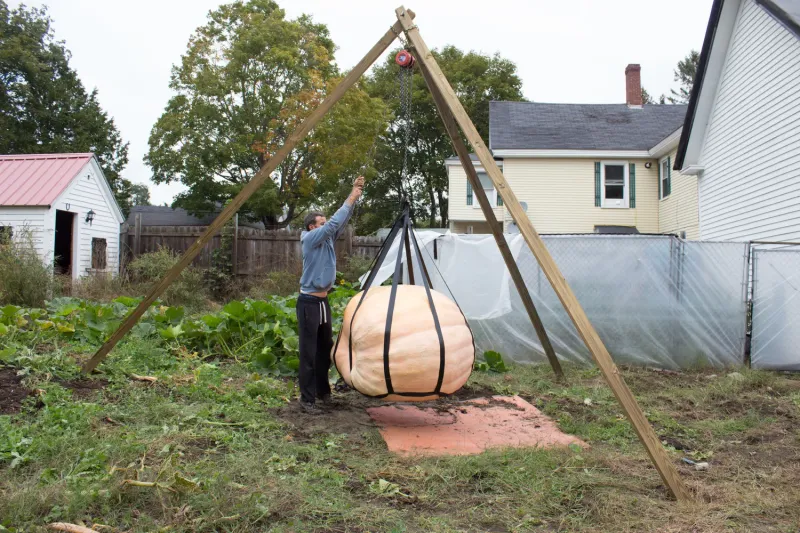 Moving A Giant Pumpkin Takes Special Equipment