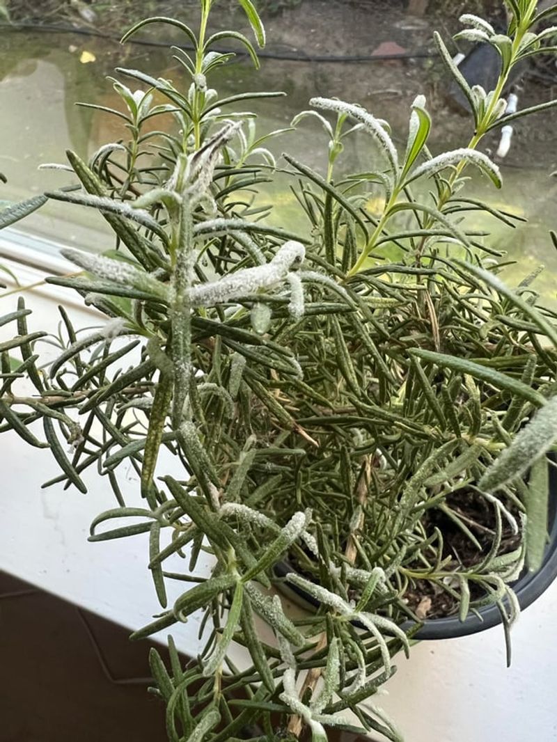 Moving Air Keeps Powdery Mildew From Settling In