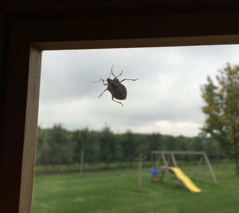 Moving Plants Won't Keep Stink Bugs Out Of The House