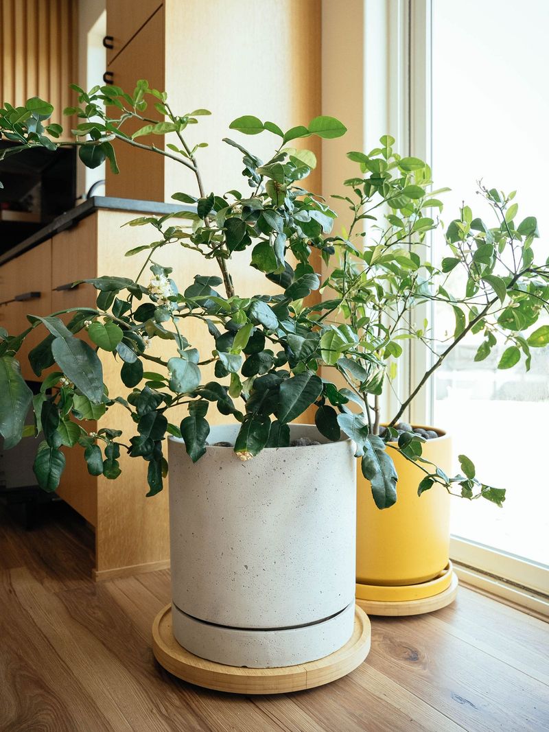 Moving Potted Plants Indoors For Winter