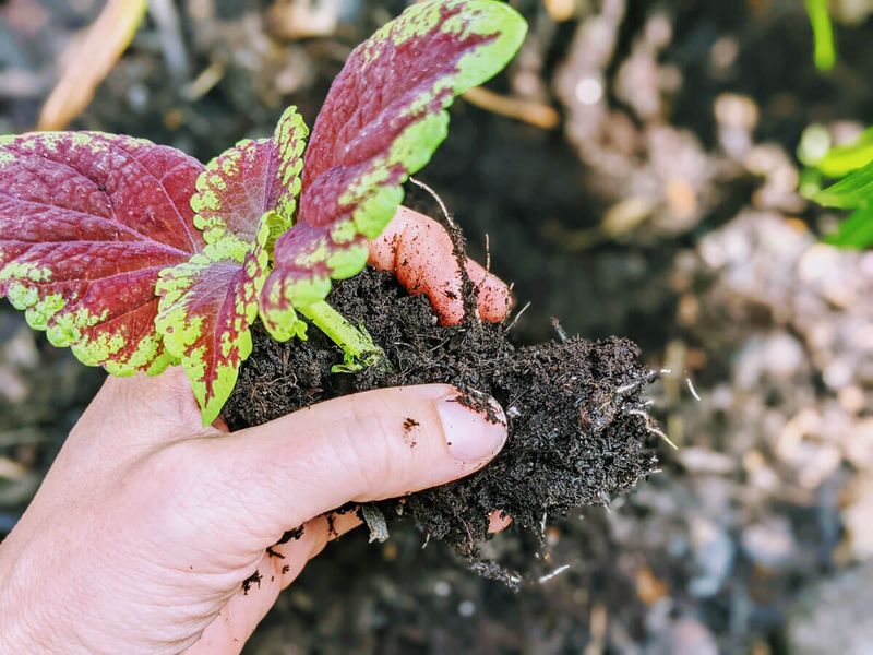 Moving Rooted Cuttings Into Potting Mix Prepares Them For Winter Indoors Moving Rooted Cuttings Into Potting Mix Prepares Them For Winter Indoors