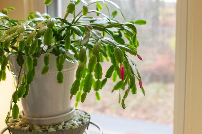 Moving The Plant After Buds Form