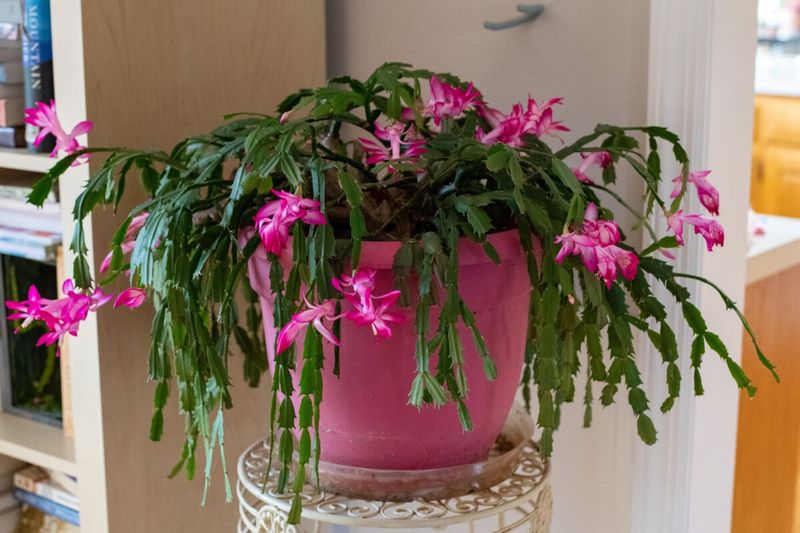 Moving The Plant Can Make Buds Drop