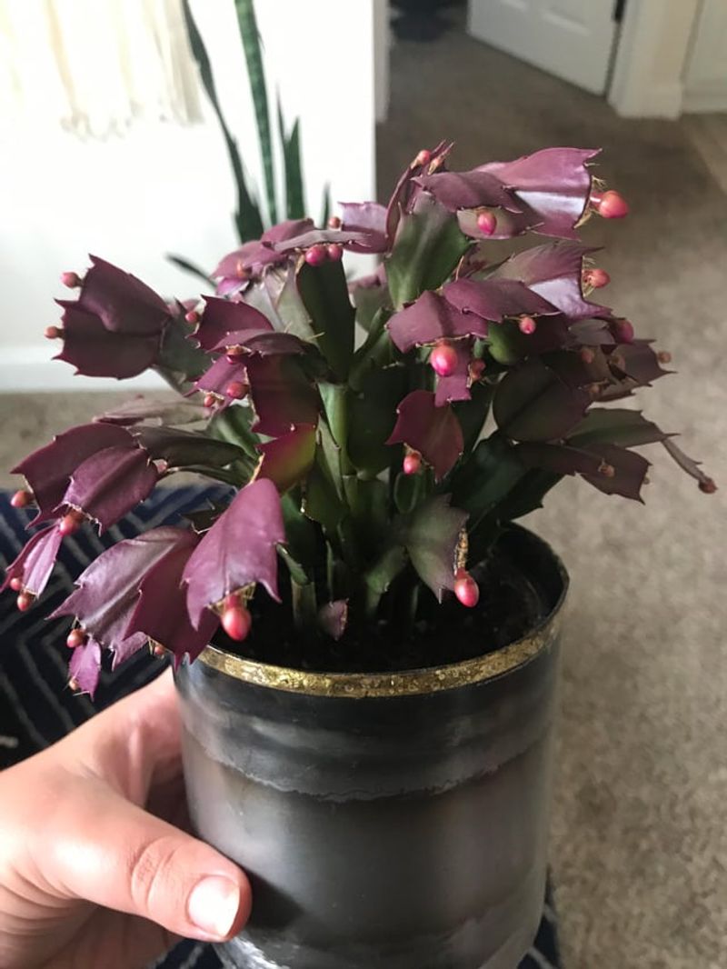 Moving The Plant Can Undo Your Watering Work