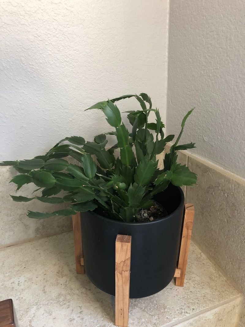Moving The Plant Is Stressing It Out