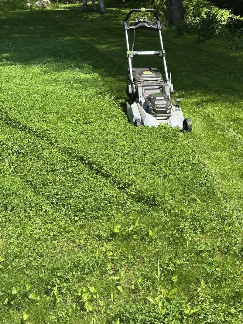 Mow Optional Sedge Cuts Upkeep Mow Optional Sedge Cuts Upkeep