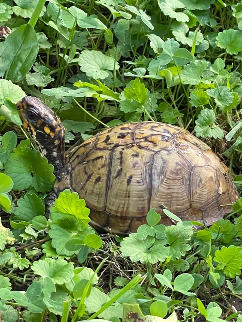 Mow Smarter Around Box Turtles