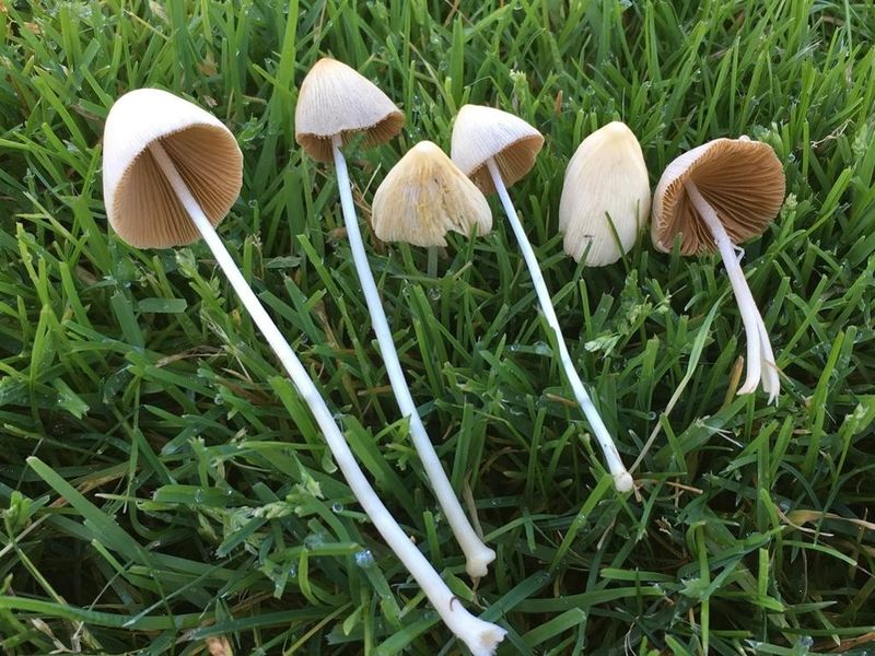 Mower's Mushroom