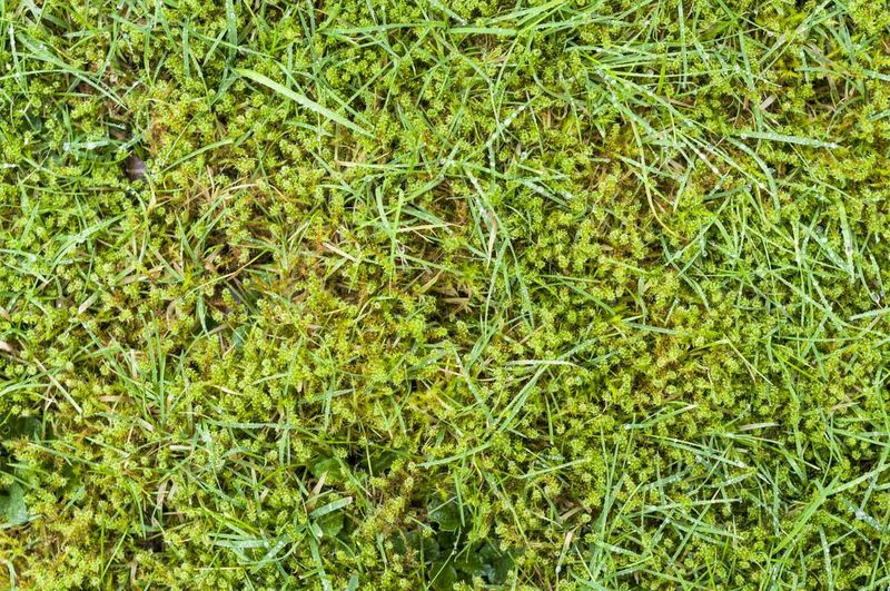 Mowing Habits Might Be Part Of It