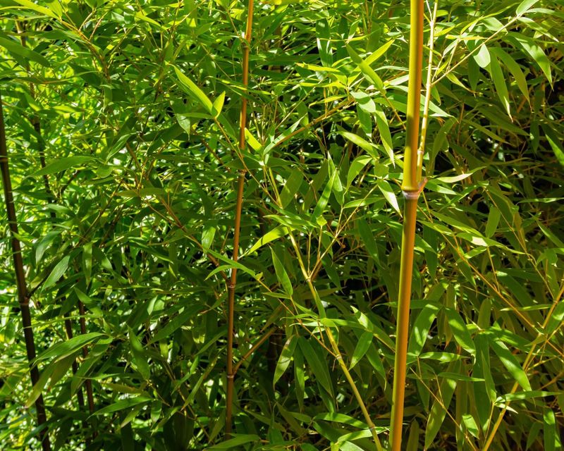 Mowing New Shoots Repeatedly Can Gradually Weaken The Rhizomes