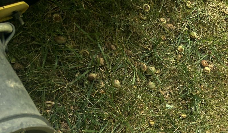 Mowing Over Them Can Turn Them Into Projectiles Mowing Over Them Can Turn Them Into Projectiles