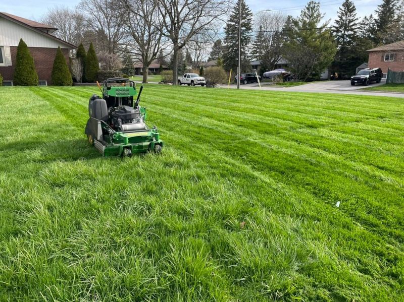 Mowing Too Early Or Too Short Mowing Too Early Or Too Short