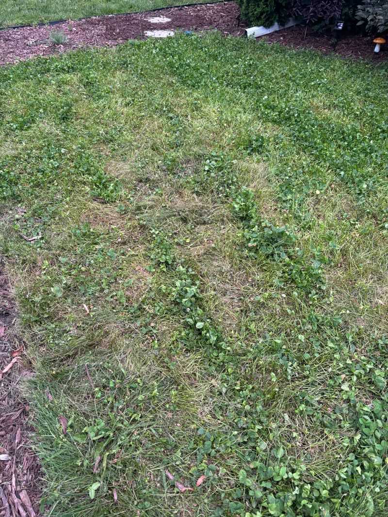 Mowing Too Short Opens The Door Mowing Too Short Opens The Door