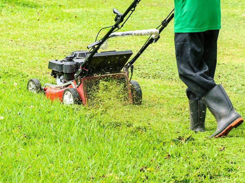 Mowing Wet Grass Spreads Spores Mowing Wet Grass Spreads Spores