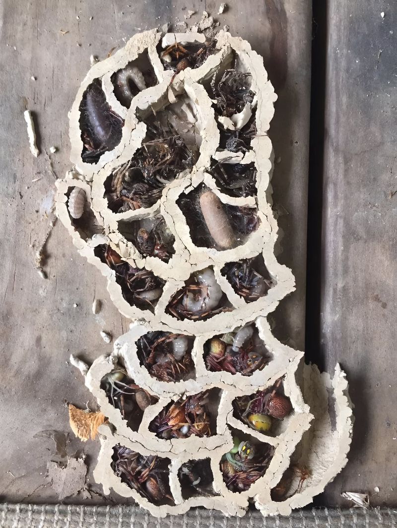 Mud Daubers Capture Spiders
