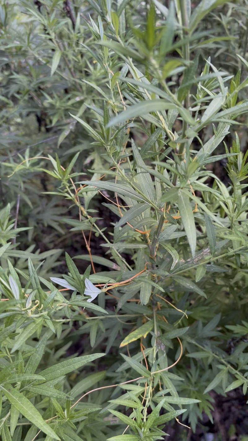 Mugwort Spreads Well In Clay Rich Beds Mugwort Spreads Well In Clay Rich Beds