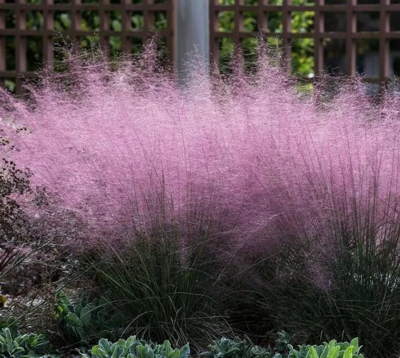 Muhly Grass Delivers The Same Pink, Wispy Look Muhly Grass Delivers The Same Pink, Wispy Look