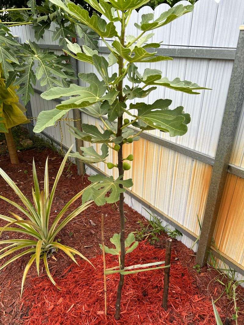 Mulch Also Helps Deter Root-Knot Nematodes