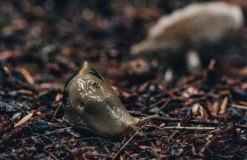 Mulch And Debris Give Them Shelter