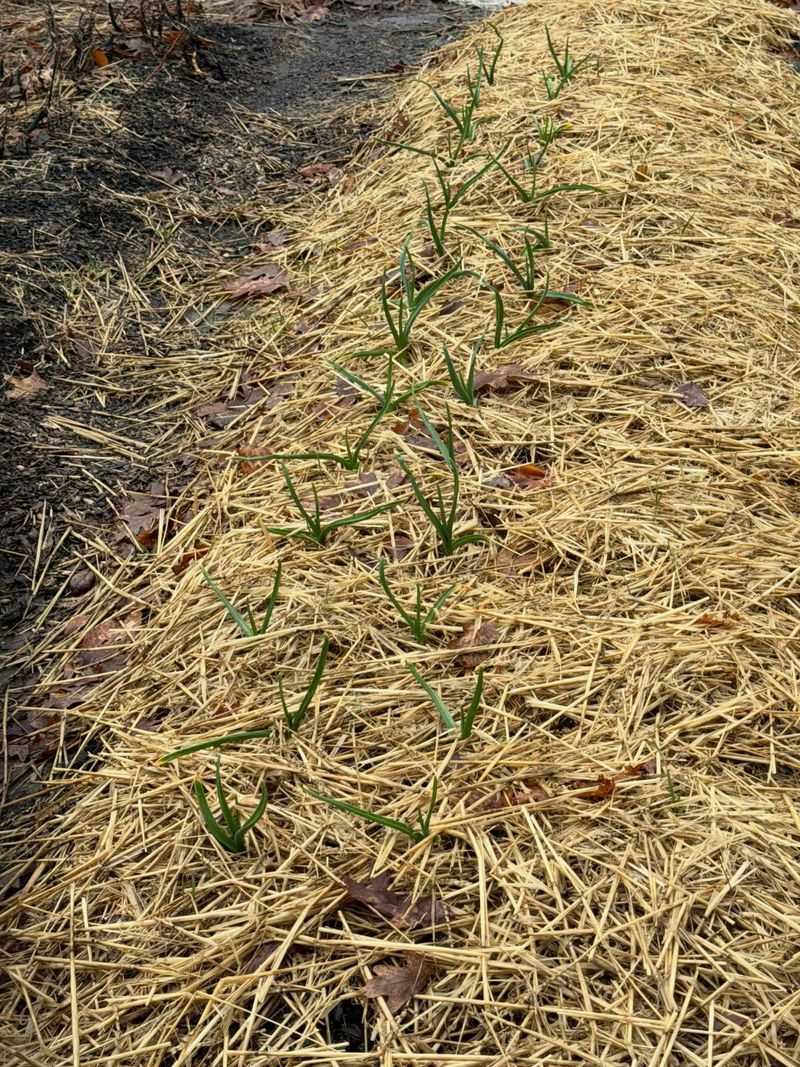 Mulch And Expect Some Green Shoots This Fall Mulch And Expect Some Green Shoots This Fall