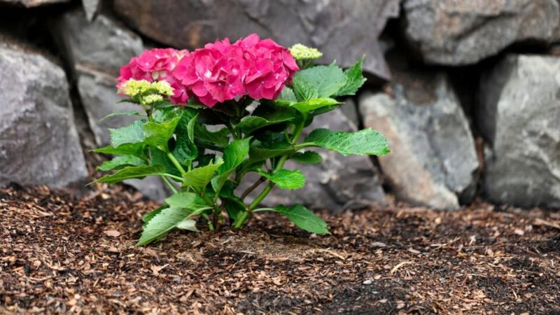 Mulch And Keep Watering Into Late Fall Across Virginia