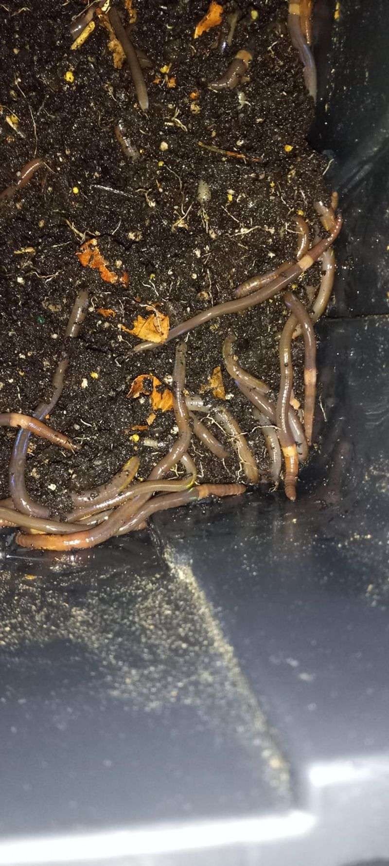 Mulch And Potted Plants Spread Them