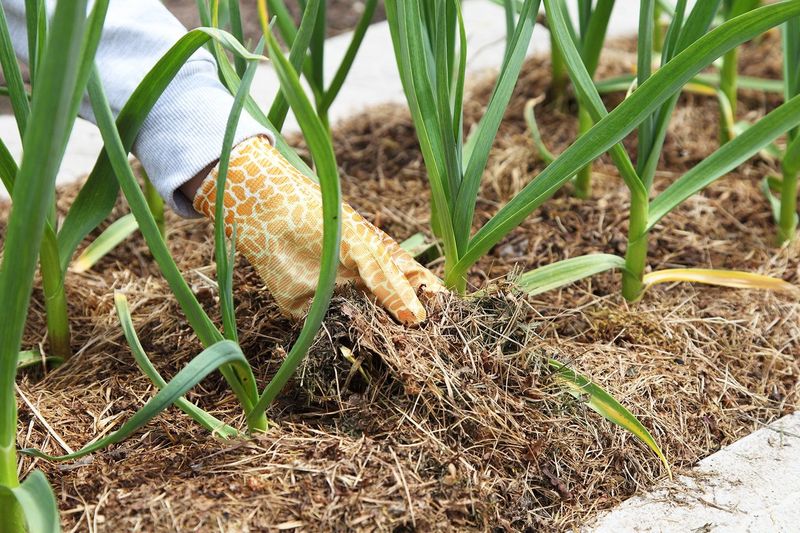 Mulch And Water With Care