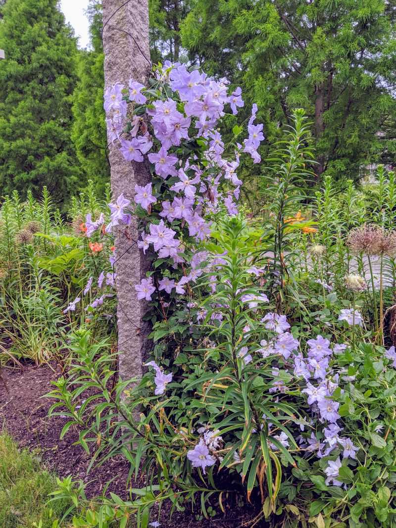 Mulch Around The Root Zone Helps Protect Against Winter Cold