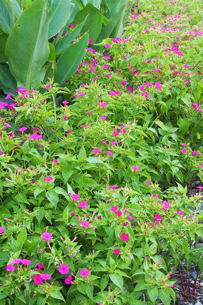 Mulch Can Give Underground Roots Extra Protection From Cold